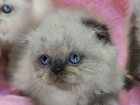 Panda scottish fold bebekler