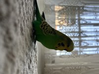 İngiliz erkek muhabbet kuşu