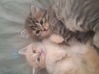 British longhair yavru