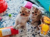 Tüm src biliniyor yavru kedimiz erkek Gold