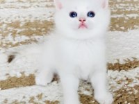 Şecereli British Shorthair Golden Point erkek yavru