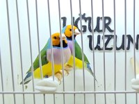 Gouldian finch (Gökkuşağı ispinozu) mevcuttur)
