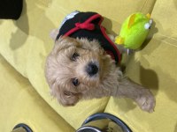 Maltipoo yavru