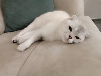 Beyaz Mavi Gözlü Scottish Fold