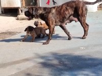 Şampiyon Anne Babanın Cane Corso Yavruları