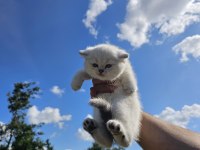 Çok minnoş sevilmeye bayılan bir british shorthair