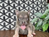 FLUFFY FRENCH BULLDOG DİŞİLER