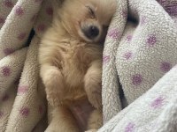 Pomeranian Köpeği 2 Aylık
