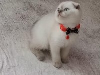 Boncuk gözlü yakışıklı scottish fold bebeğim