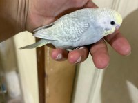 29 Günlük Konuşturmalık Bebek Muhabbet Kuşu