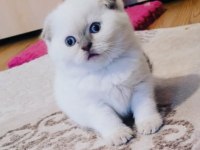 Koca kafalı scottish fold kızımız