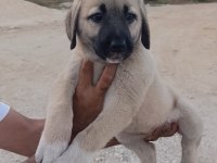 Orijinal üst düzey dişi kangal yavru