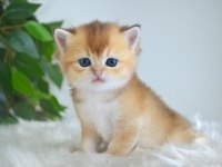 Golden British Shorthair Yavrularım