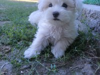 Orijinal Maltese Terrier Yavrularımız