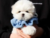 TEACUP MALTESE TERRİER YAVRULARİMİZ