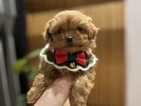 Özel seri kore maltipoo