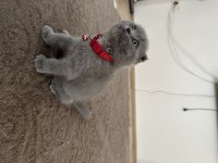 Son kalan bal bebek scottish fold
