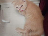 British shorthair kırık kulak 3 aylık erkek