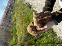 Sağlıklı Yavru Toy Poodle