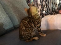 Dişi bengal