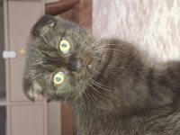 Erkek 3 aylık ücretli scottish fold