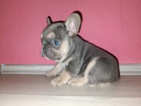 KİM BÖYLE FRENCH BULLDOG GÜZELLİKLERİN AİLESİ OLMAK İSTEMEZ
