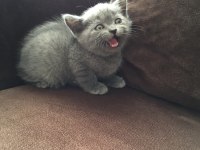 BRİTİSH SHORTHAİR YAVRU KEDİLER