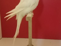 Show jumbo dişi muhabbet kuşu