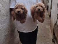 Kıvır Kıvır Babadan Maltipoo Aynı Poodle