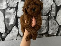 Toy Poodle Yavrularim Orijinal Ev Doğumlu