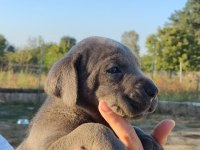 A şecereli şampiyon kan hattı cane corso