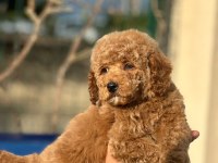 Safkan toy poodle