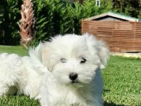 Maltese Terrier Yavruları Sağlık Ve Irk Garantili