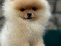 Yasal çiftlikte ziyarete açık pomeranian boo