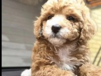 Maltipoo Bebekler
