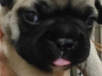 French bulldog