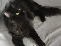 Wcf Kayıtlı Yetişkin Erkek Ve Dişi Maine Coon