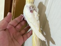 45 GÜNLÜK LUTİNO BEBEK SULTAN PAPAĞANI