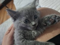 British shorthair erkek yavru