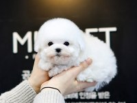 KORE ASILLI MALTESE TERRIER BEBEKLERİMİZ