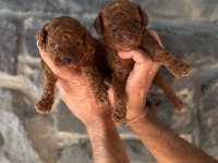 Toy Poodle Yavrularımız