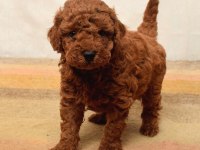 Toy poodle birbirinden tatlı yavrular