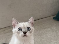British shorthair yavru kedimize yuva arıyoruz