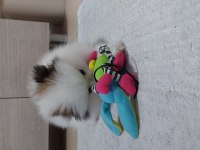 2 aylık erkek pomeranian boo