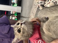 Ücretsiz eşyalarıyla beraber verilecek british shorthair