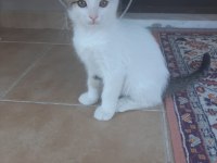 Oyuncu sevimli iki tane yavru tekir kedi SAHİPLENDİRME