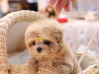 KORE KANI MUKEMMEL MALTIPOO BEBEKLERİMİZ