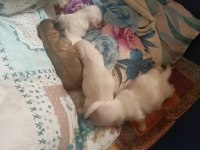 Yavru pekinez cinsi köpek