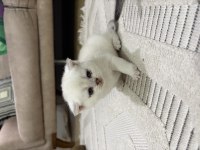 ERKEK BEYAZ KEDİMİZ
