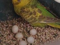Ücretsiz lutino kırması hazır kurulu çift muhabbet kuşu